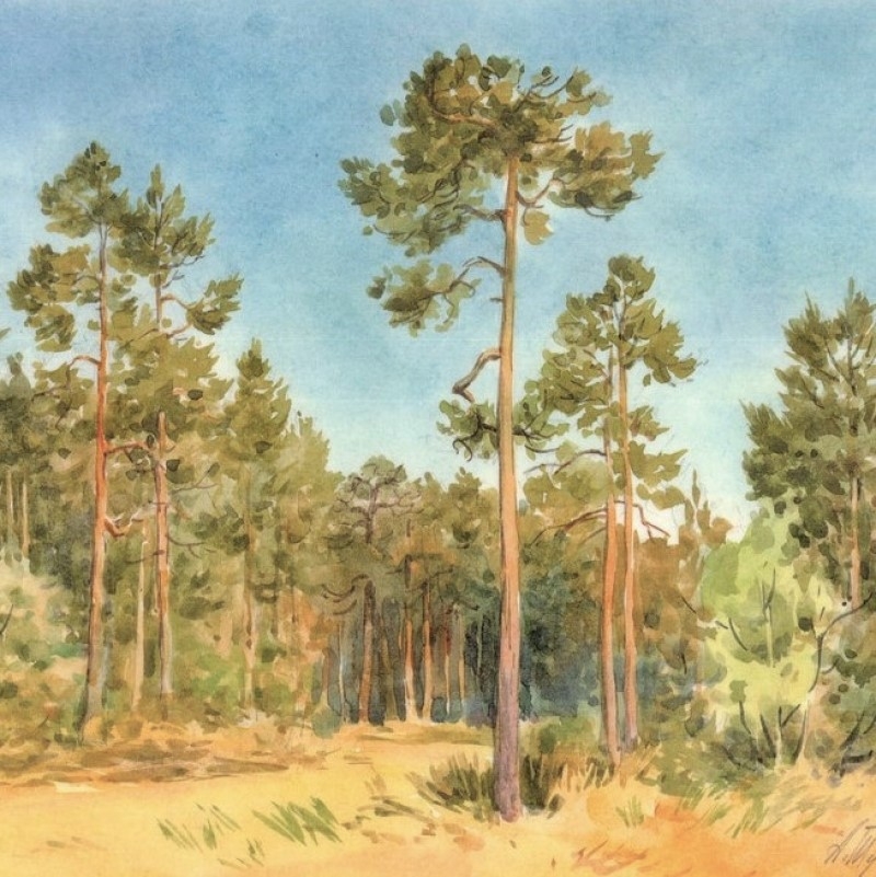 А я еду за мечтами, за туманом и за запахом тайги